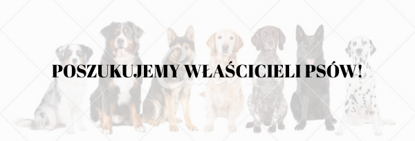 Poszukujemy właścicieli psów!