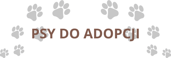 Psy do adopcji